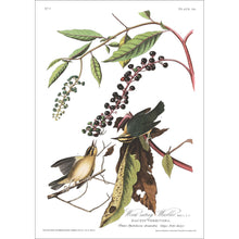 Load image into Gallery viewer, Worm-Eating Warbler Print by John Audubon