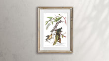 Load image into Gallery viewer, Worm-Eating Warbler Print by John Audubon