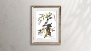 Worm-Eating Warbler Print by John Audubon