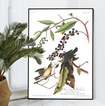 Load image into Gallery viewer, Worm-Eating Warbler Print by John Audubon