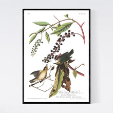 Load image into Gallery viewer, Worm-Eating Warbler Print by John Audubon
