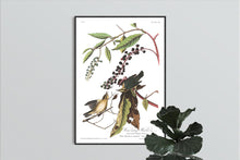 Load image into Gallery viewer, Worm-Eating Warbler Print by John Audubon
