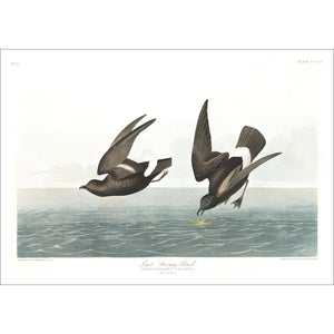 Least Stormy-Petrei Print by John Audubon