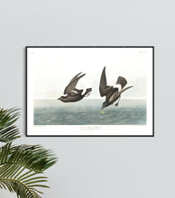 Load image into Gallery viewer, Least Stormy-Petrei Print by John Audubon