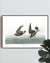 Load image into Gallery viewer, Least Stormy-Petrei Print by John Audubon
