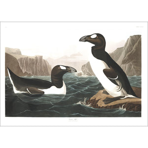 Great Auk Print by John Audubon