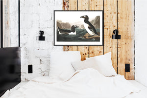 Great Auk Print by John Audubon