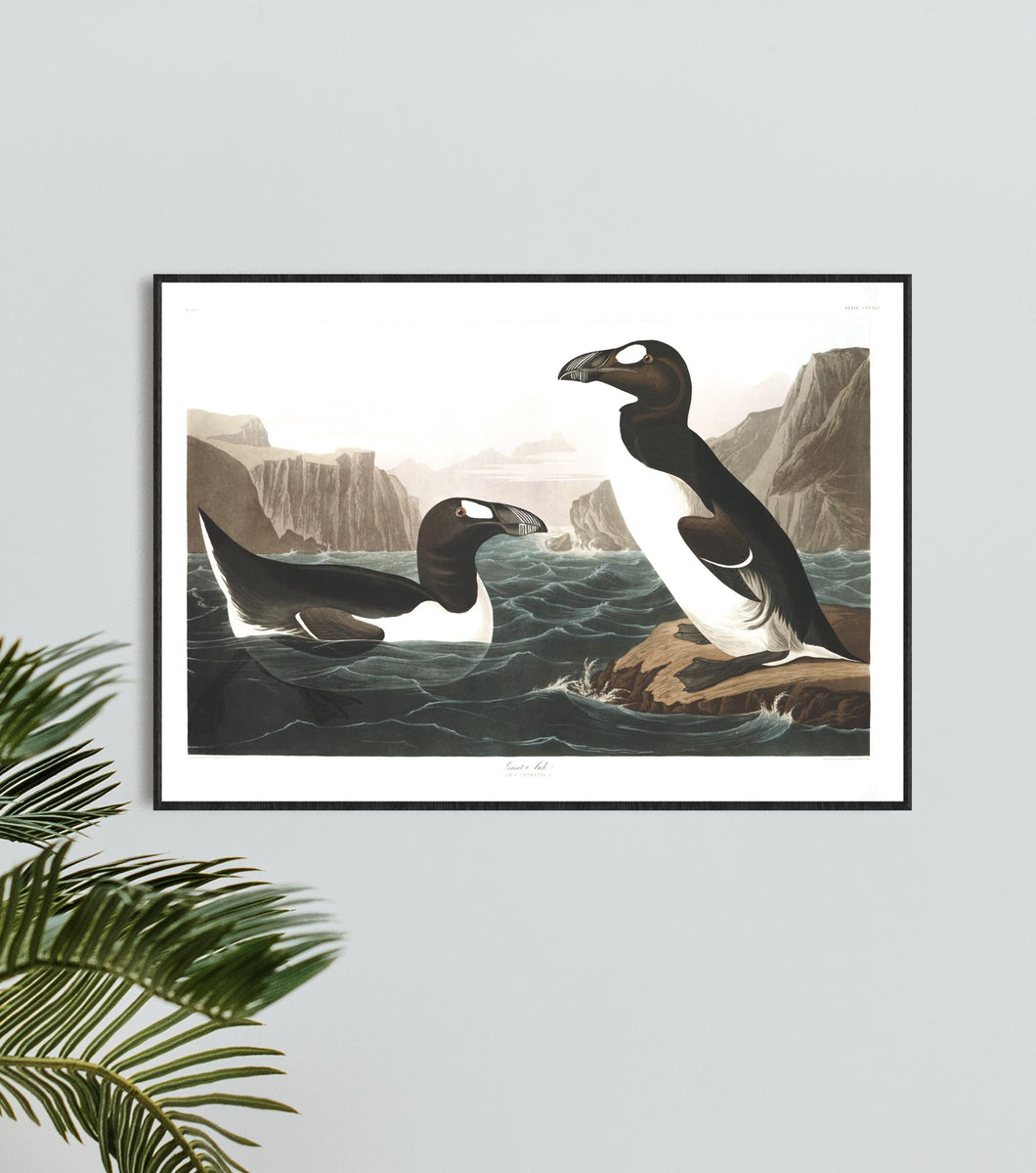 Great Auk Print by John Audubon