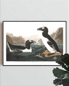 Great Auk Print by John Audubon