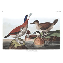 Load image into Gallery viewer, Ruddy Duck Print by John Audubon