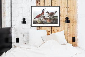 Ruddy Duck Print by John Audubon
