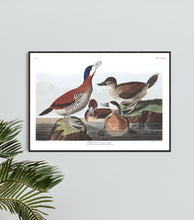 Load image into Gallery viewer, Ruddy Duck Print by John Audubon