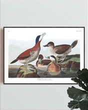 Load image into Gallery viewer, Ruddy Duck Print by John Audubon