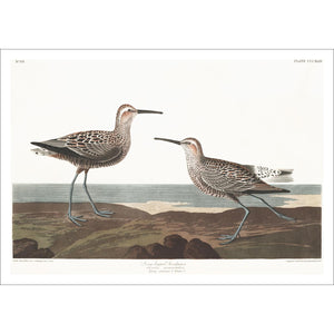 Long-Legged Sandpiper Print by John Audubon