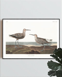 Long-Legged Sandpiper Print by John Audubon