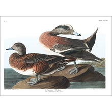 Load image into Gallery viewer, American Widgeon Print by John Audubon