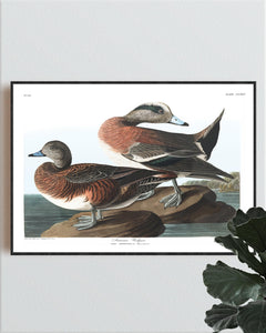 American Widgeon Print by John Audubon