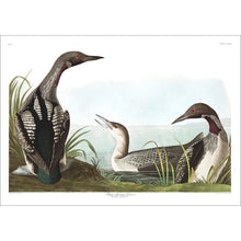 Load image into Gallery viewer, Black-Throated Diver Print by John Audubon