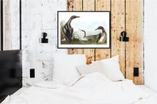 Load image into Gallery viewer, Black-Throated Diver Print by John Audubon