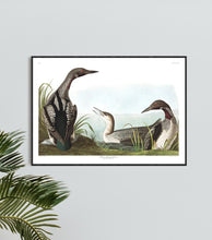 Load image into Gallery viewer, Black-Throated Diver Print by John Audubon