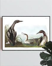Load image into Gallery viewer, Black-Throated Diver Print by John Audubon