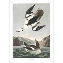 Load image into Gallery viewer, Smen or White Nun Print by John Audubon