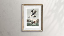 Load image into Gallery viewer, Smen or White Nun Print by John Audubon