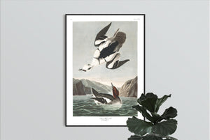Smen or White Nun Print by John Audubon