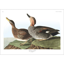 Load image into Gallery viewer, Gadwall Duck Print by John Audubon