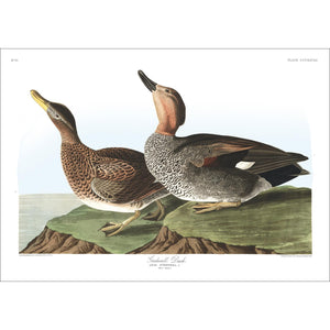 Gadwall Duck Print by John Audubon