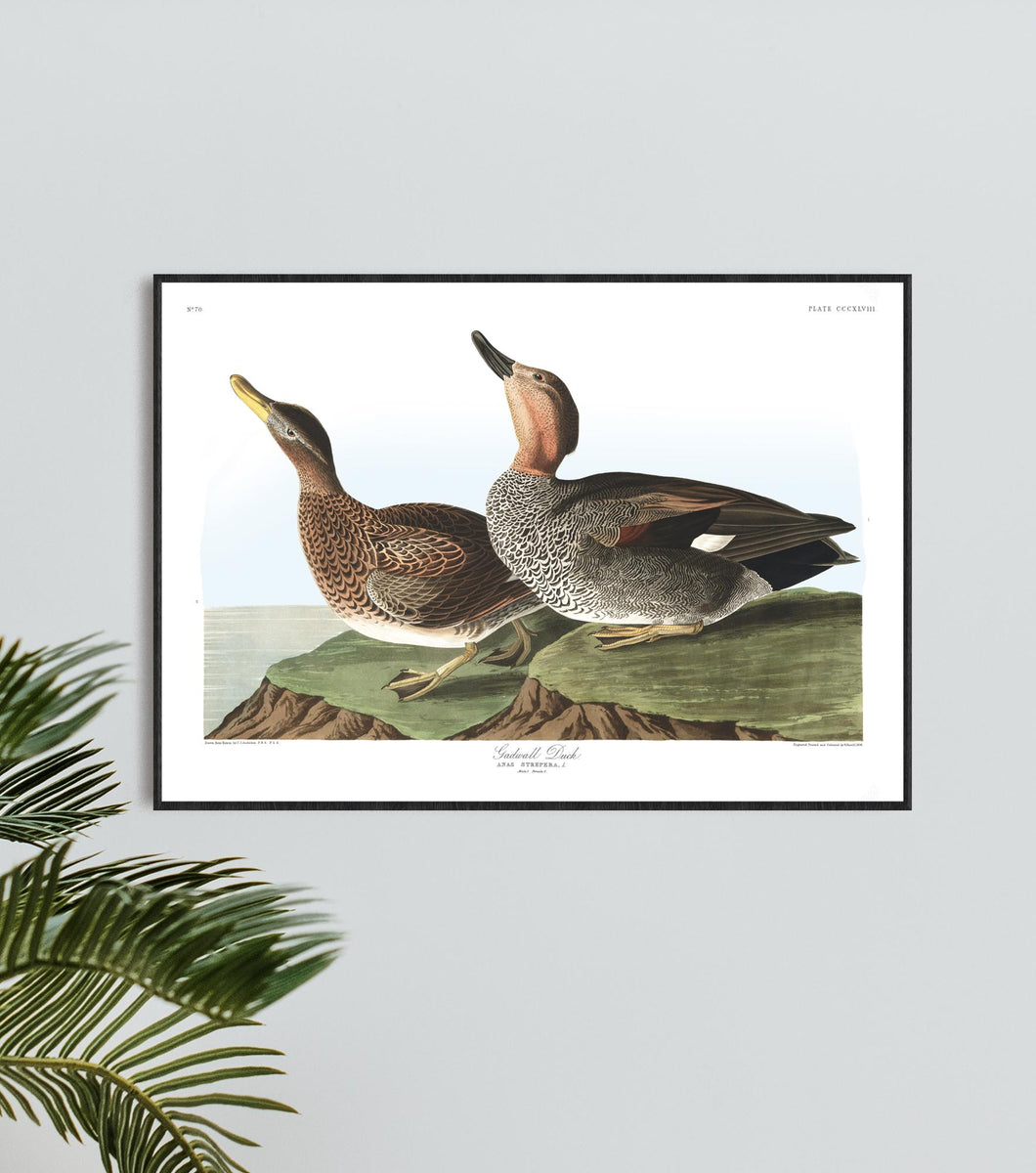 Gadwall Duck Print by John Audubon