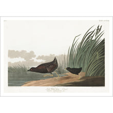 Load image into Gallery viewer, Least Water-Hen Print by John Audubon