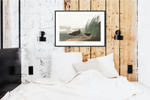 Load image into Gallery viewer, Least Water-Hen Print by John Audubon