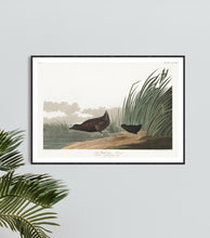 Load image into Gallery viewer, Least Water-Hen Print by John Audubon