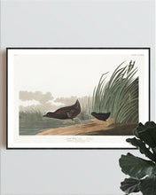 Load image into Gallery viewer, Least Water-Hen Print by John Audubon