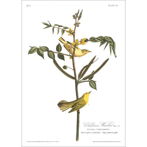 Children's Warbler Print by John Audubon