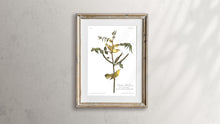 Load image into Gallery viewer, Children&#39;s Warbler Print by John Audubon