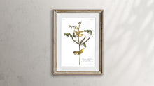 Load image into Gallery viewer, Children&#39;s Warbler Print by John Audubon