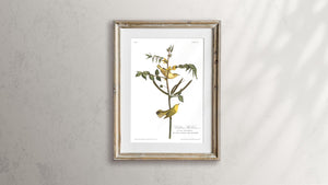 Children's Warbler Print by John Audubon