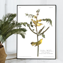 Load image into Gallery viewer, Children&#39;s Warbler Print by John Audubon