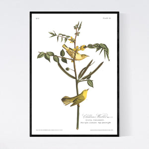Children's Warbler Print by John Audubon
