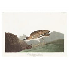 Load image into Gallery viewer, Rocky Mountain Plover Print by John Audubon