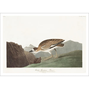 Rocky Mountain Plover Print by John Audubon