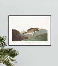 Load image into Gallery viewer, Rocky Mountain Plover Print by John Audubon