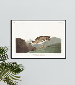 Rocky Mountain Plover Print by John Audubon