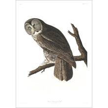 Load image into Gallery viewer, Great Cinereous Owl Print by John Audubon
