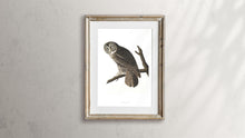 Load image into Gallery viewer, Great Cinereous Owl Print by John Audubon