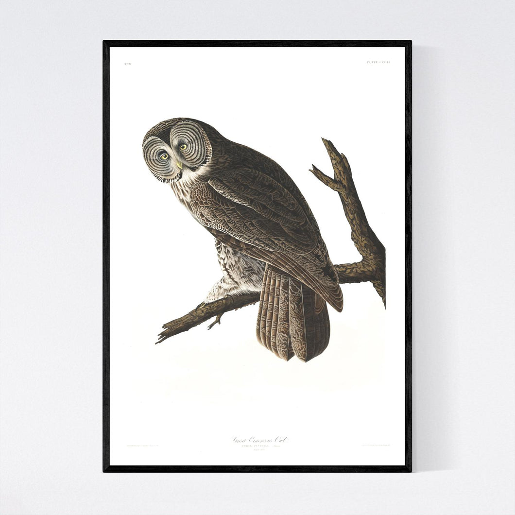 Great Cinereous Owl Print by John Audubon