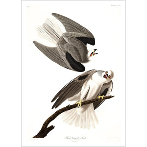 Black-Winged Hawk Print by John Audubon