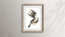 Load image into Gallery viewer, Black-Winged Hawk Print by John Audubon